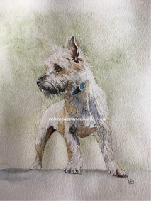 Westie ink and watercolour, study /sketch